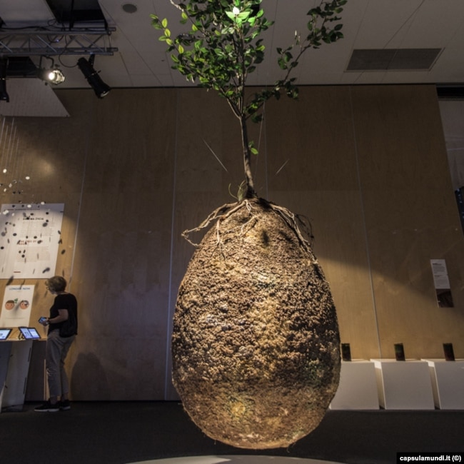 Проект погребальной капсулы Capsula Mundi на дизайнерской выставке в Варшаве в 2016 году. Фото: capsulamundi.it