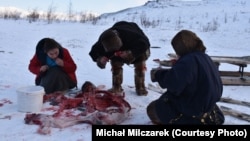 Разделка оленьей туши и дегустация сырого мяса. Ямало-Ненецкий автономный округ