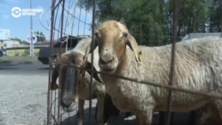 Казахстан отмечает Курбан-айт: мусульмане приносят в жертву баранов и делятся мясом с нуждающимися