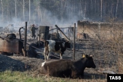 Коровы возле сгоревшего жилого дома в селе Юлдус, Курганская область. 8 мая 2023 года. Фото: ТАСС