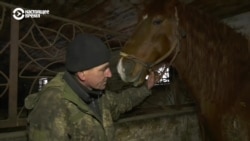 28 брошенных лошадей. В Харьковской области полицейские и конюх спасли переживших обстрелы и российскую оккупацию животных