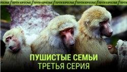 "Пушистые семьи". Третья серия
