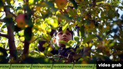 Реальное кино: День яблок