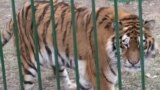 "Одиннадцать львов, два тигра, леопард": Наталия спасает в Украине животных, чьи хозяева уехали от войны 