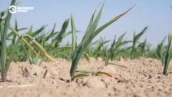 Кыргызстан прекратил подачу воды для орошения полей в Казахстане