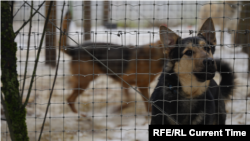 Собаки в приюте для животных Ulubele в пригороде Риги