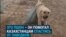 dog atyrau