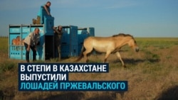 Из Чехии в Казахстан привезли лошадей Пржевальского: их выпустили в дикой природе