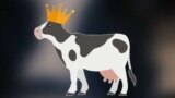 В Беларуси прошел ежегодный конкурс красоты среди коров: победила Родина