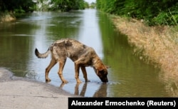Собака пьет воду на затопленной дороге в подконтрольном России поселке Корсунка Херсонской области после обрушения плотины Каховской ГЭС, 7 июня 2023 года, фото Reuters