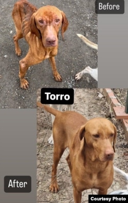 Торро до и после лечения