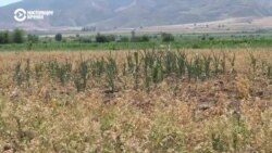 В Кыргызстане из-за засухи может погибнуть урожай 