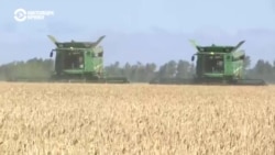 Как в Казахстане продавали российскую пшеницу под видом местной