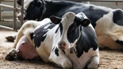 Что происходит в Новосибирской области, где фермеры протестуют против забоя скота