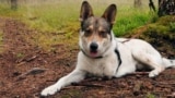 Как трехлапый пес Бадис помог изменить целый закон и спасти других животных в Латвии