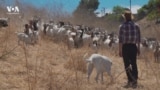Парнокопытный патруль: козы помогают бороться с пожарами в Калифорнии