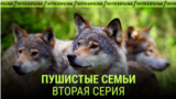 "Пушистые семьи". Вторая серия