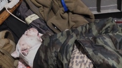История пса, которого российские военные хотели убить в Оленовке, подарили Кадырову, но хозяйка смогла его вернуть