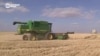 Из-за аномальной погоды фермеры в Казахстане терпят колоссальные убытки