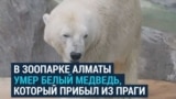 В зоопарке Алматы умер белый медведь, которого привезли из Праги. Чехия требует расследования