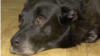 Животный страх обстрела: домашние собаки в Харькове не справляются со стрессом из-за постоянных российских ударов