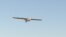 Ukraine-drone-war-invasion-video cover