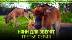 "Няни для зверят. Третья серия