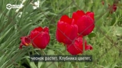 "Картофель посадили, лук взошел, клубника цветет": жители Богоявленки на Донбассе растят урожай, несмотря на обстрелы