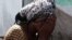 rape victim in east Congo - Reuters videograb