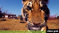 Почти взрослые: Няни для зверят