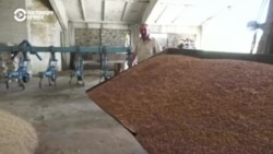 "Это горе для всех, но нужно пережить". Украинские фермеры не могут продать зерно из-за обстрелов Россией черноморских портов