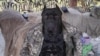 Рядовой Вася вернулся домой. История пса, который отгрыз себе лапу и пришел к украинским военным