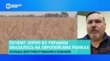 Почему зерно из Украины оказалось на европейских рынках – объясняет эксперт