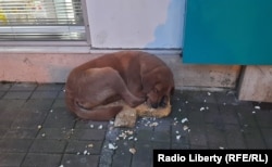 Пес на батумской улице. Местные жители кормят его хлебом