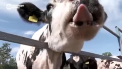 Как из-под обстрелов спасают коров