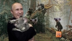 Коала и Путин
