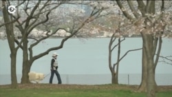 В Вашингтоне из-за коронавируса запретили любоваться на цветущие вишни
