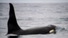 Из "китовой тюрьмы" в Китай. Почему зоозащитники Приморья против отмены ареста косаток и белух