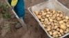"Мы опять увидим, что картошку сажать выгодно". Экономист объясняет, почему в России снова будут популярны дачи и огороды