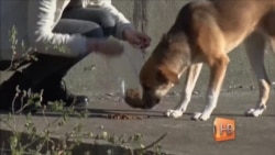 Собака бывает кусачей, но только не в Тбилиси