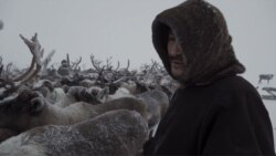 Russia's Vanishing Reindeer Herders: How A Native People Defy Change