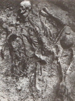 Скелет человека, найденный на раскопках в урочище Куропаты. Фото из архива Зенона Позняка