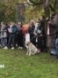 "Это было убийство!" В Латвии протесты после того, как охотник застрелил трех чужих собак