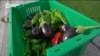 На ферме в Вирджинии выращивают органические продукты в помощь нуждающимся