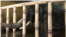 Teaser. The elephant in the Kiev Zoo