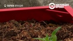 В Париже установили новые писсуары: в них растут цветы