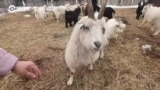 Человек на карте: пуховая порода коз для оренбургского платка