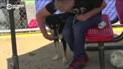 Уникальный приют для бездомных в Лос-Анджелесе: там разрешают держать собак