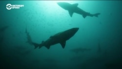 Затонувшие у берегов Северной Каролины корабли стали любимым местом акул и аквалангистов. Вот как они уживаются друг с другом