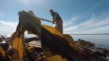 Russia - kelp farming in northwest Russia, Solovetsky Islands, seaweed - screen grab
